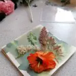 Mise en place d'un cyanotype avec des fleurs des champs
