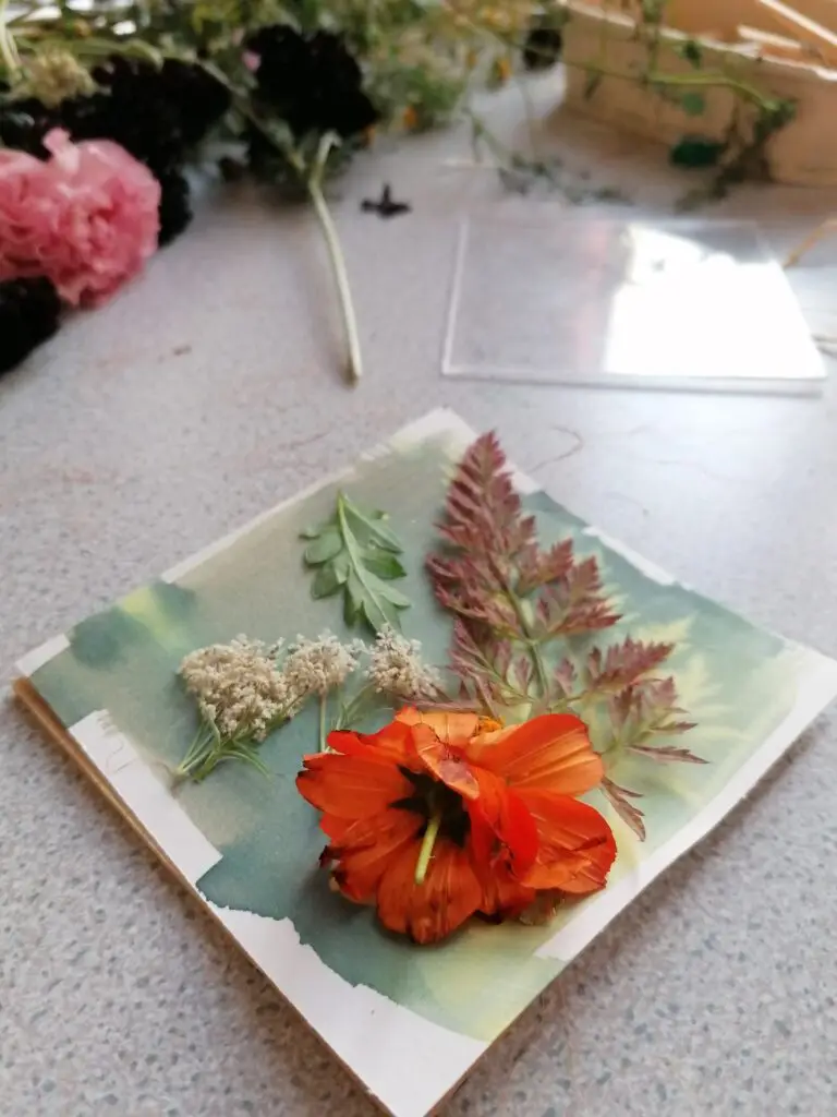 Mise en place d'un cyanotype avec des fleurs des champs